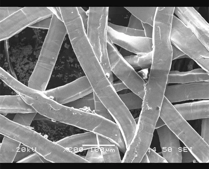 Titanium fiber00201